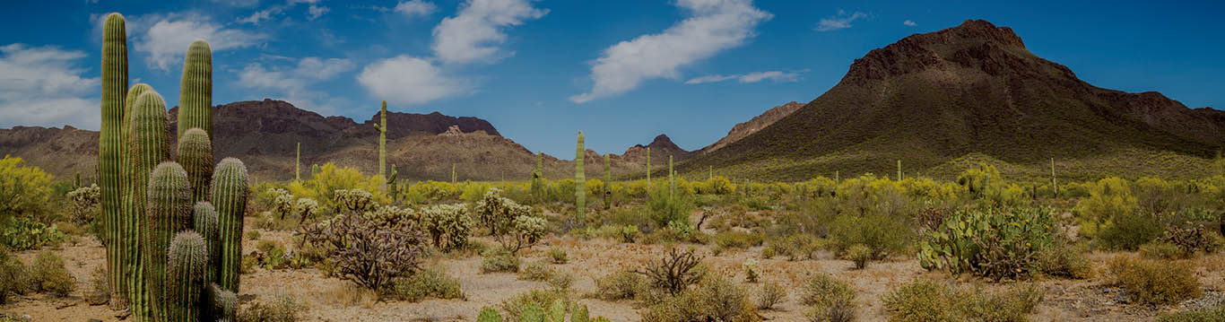Pahrump cactus image